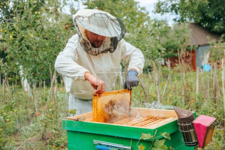 A farmer in a protective suit works with honeycombs in a large apiary. A fertile year for honey production. Large hives with bees that make excellent honey.