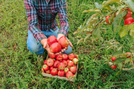 Un granjero irreconocible se sienta en un huerto de manzanas y sostiene tres manzanas rojas en sus manos sobre una caja de frutas. El huerto de manzanas dio una buena cosecha. Un año fértil. Concepto agrícola.