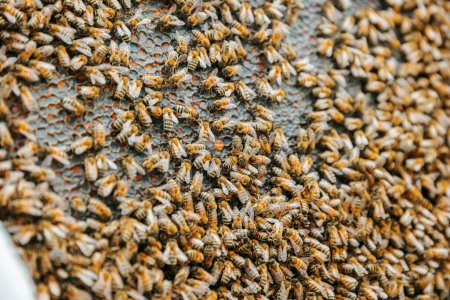 Nahaufnahme und ein gefangener Schwarm auf den Wabeninsekten arbeiten ohne Pause. Biene auf Waben mit Honigscheiben schneidet Nektar in die Zellen. Umweltfreundlicher Honig wird in einer sauberen Gegend produziert.