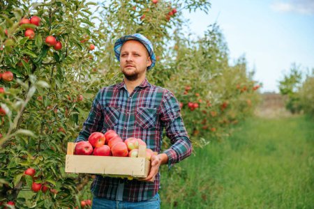 Vorderseite viele reife rote Äpfel in Schachteln in den Händen eines jungen Bauern. Die Ernte ist im Apfelgarten gereift, den der Arbeiter gepflückt hat. Bleiben Sie nachdenklich. Unscharfer Hintergrund. Kopierraum.