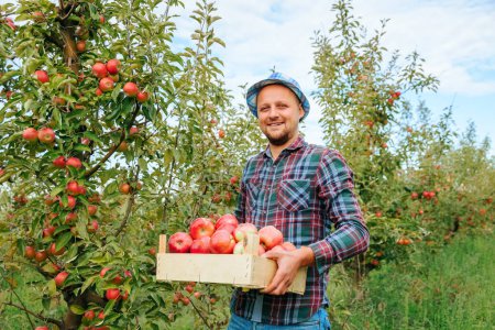 Vista frontal mirando a la cámara hombre adulto agricultor trabajador con una caja de manzanas maduras en sus manos. Sonriendo a la cámara se regocija por una buena cosecha en el huerto. El huerto de manzana está lleno de frutas.