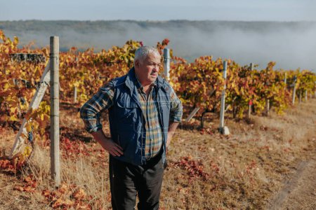 Expertise in winemaking comes alive in the actions of a senior farmer agronomist, gracefully working in the vineyard amid the autumnal colors.