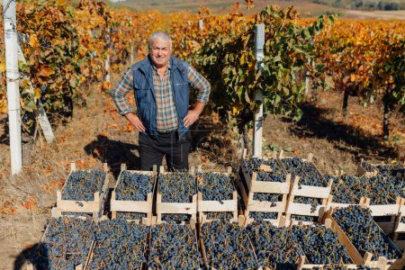Cuentos de viñedos se desarrollan como un agrónomo senior, un maestro de la vinificación, tiende a las vides con precisión durante la encantadora temporada de otoño.