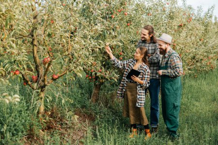 3 young farmers in an apple garden are inspecting their crops, writing down data on a tablet, touching apples with their hands. Men with a beard and mustache smile, the girl fixes the results.