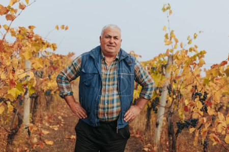 Harmony between man and nature is evident as a senior agronomist, deeply engrossed in winemaking, graces the vineyard during the autumn season.