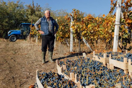 Un enólogo senior se encuentra orgullosamente en medio de cajas llenas de la generosidad del viñedo, mostrando la culminación de la habilidad y la dedicación en la artesanía vitivinícola.