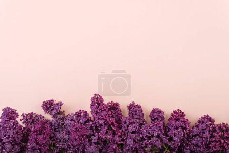 Foto de Ramas lila sobre fondo rosa. Fondo de primavera. Burlarse. Flores de lila. Vista superior, espacio de copia. - Imagen libre de derechos