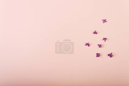 Foto de Flores lila sobre fondo rosa. Fondo de primavera. Burlarse. Flores de lila. Vista superior, espacio de copia. - Imagen libre de derechos