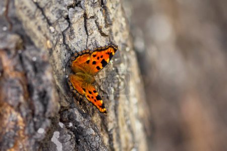 Photo for Close-up of the comma butterfly (polygonia c-album) with orange wings sits on brown tree trunk. Blurred background, contrast scene - Royalty Free Image