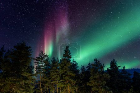Téléchargez les photos : Belles bandes intenses de aurores boréales ou aurores boréales ou lumières polaires dansant sur le ciel nocturne au-dessus des épinettes boréales dans la forêt sombre - en image libre de droit