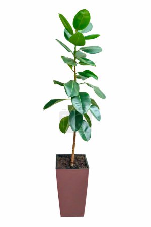 Téléchargez les photos : Pot d'argile avec Ficus elastica plante isolée sur fond blanc avec chemin de coupe. Éléments de décoration d'intérieur - en image libre de droit