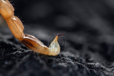 Téléchargez les photos : Macro photo extrêmement détaillée d'une piqûre de scorpion sur fond de pierre noire - en image libre de droit