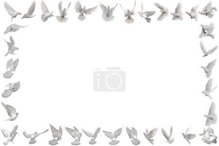 Téléchargez les photos : Cadre naturel du troupeau de pigeons volants blancs, isolé sur fond blanc avec trajectoire de coupe. Carte postale conceptuelle avec de beaux oiseaux, l'amour et la paix concept - en image libre de droit