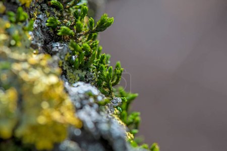 Extremely close-up of beautiful green moss in the sunlight. Moss macro grows on the tree, blurred background, place for text. Blurred green and grey lichen on foreground. Nature beauty in forest
