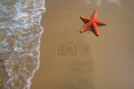 Téléchargez les photos : Étoile de mer rouge sur la plage de sable de l'île tropicale avec de la mousse blanche. Fond naturel pour le texte et le design - en image libre de droit