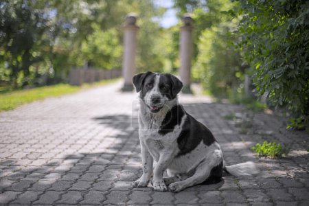 Téléchargez les photos : Noir avec chien bâtard blanc assis sur le chemin de pierre dans le parc vert sur fond flou - en image libre de droit