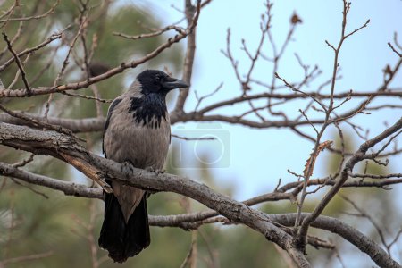 Téléchargez les photos : Corbeau noir (Corvus corone) est assis sur la branche de l'arbre contre le ciel bleu et les arbres verts sur fond flou. Corbeau dans la forêt. Oiseau sauvage dans la nature - en image libre de droit
