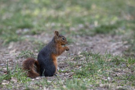 Téléchargez les photos : Gros plan d'un écureuil roux (Sciurus vulgaris) mangeant de l'herbe verte fraîche dans la forêt sur fond flou - en image libre de droit