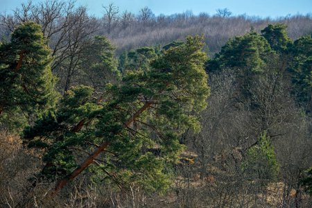 Épinettes vertes inclinées dans la célèbre forêt ivre de Dilijan, Arménie par une journée ensoleillée