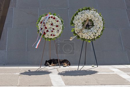 Téléchargez les photos : Un chien dort sous des couronnes au Mémorial du Génocide arménien à Tsitsernakaberd, Erevan, à l'occasion de l'anniversaire du Génocide arménien de 1915. La couronne dit : "Du peuple des États-Unis" - en image libre de droit