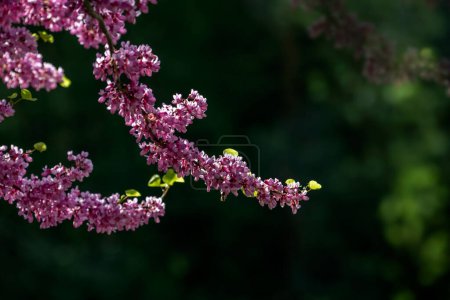 Close-up branch of the Eastern redbud tree in full bloom against dark green forest on blurred background. Contrast colorful scene, artistic bokeh