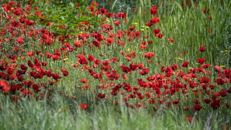 Téléchargez les photos : Des coquelicots rouges sur un champ vert. Beau fond naturel avec des fleurs sauvages dans l'herbe - en image libre de droit