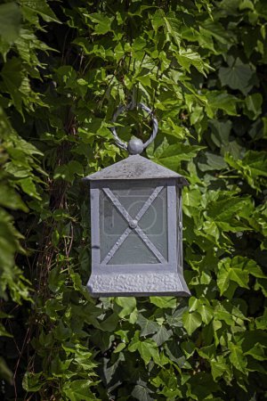 Téléchargez les photos : Vieille lanterne vintage grise parmi les feuilles vertes de lierre sauvage. Nature texture fond, scène minimaliste - en image libre de droit