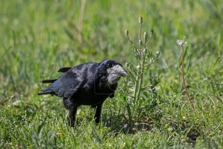 Großaufnahme Großer Saatkrähen (Corvus frugilegus), der auf dem grünen Rasen neugierig direkt in die Kamera blickt. Großer schwarzer Vogel auf verschwommenem Hintergrund, sonniger Tag