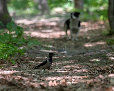 Téléchargez les photos : Corbeau gris et noir avec chien blanc sur fond flou en forêt, mise au point sur l'oiseau, journée ensoleillée, ombres longues, feuilles d'automne sur le sol, arbres verts - en image libre de droit