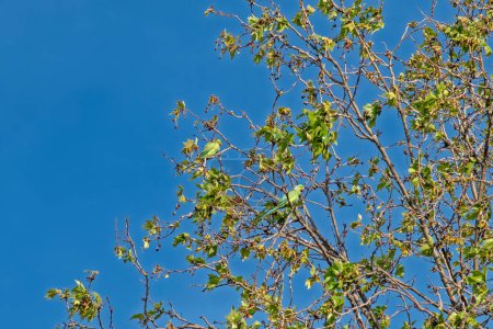 Two rose-ringed parakeets (Psittacula krameri), also known as the ringneck parrot sit on green maple tree, against the blue sky background. Low angle view