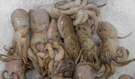 Photo for Close-up of whole raw and fresh octopus with head in ice - Royalty Free Image