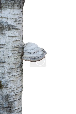 Photo for Close up of trunk of birch tree with fungus, isolated on white - Royalty Free Image
