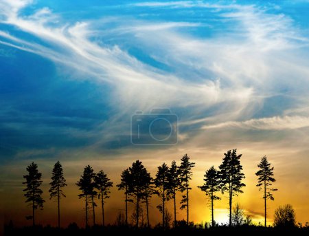 Photo for Silhouette of row of conifer trees, on beautiful sunset - Royalty Free Image