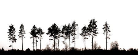 Photo for Silhouette of row of conifer trees, isolated on white - Royalty Free Image