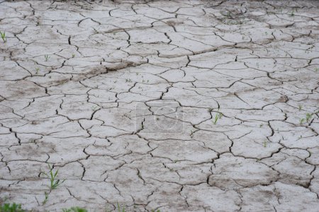 Photo for Drought with cracked soil, and a few small plants sticking up - Royalty Free Image