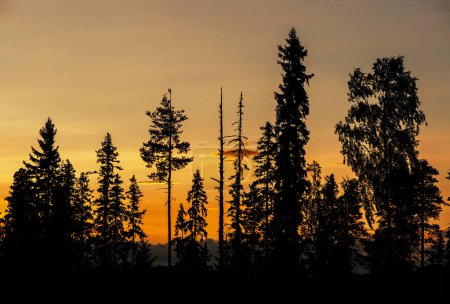 Photo for Silkhouette of conifer forest on beautiful orange evening sky - Royalty Free Image