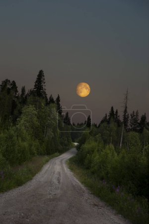 Photo for Empty rural dirt road in Scandinavian landscape with conifer trees in full moon - Royalty Free Image