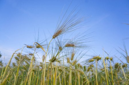 Photo for Lowe angle view of wheat or other cereal plant in field, on blue sky - Royalty Free Image