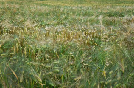 Photo for Field of wheat or other cereal plant - Royalty Free Image