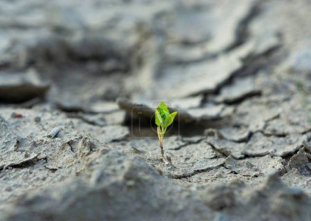 Photo for Plant sprouting in dried cracked mud - Royalty Free Image