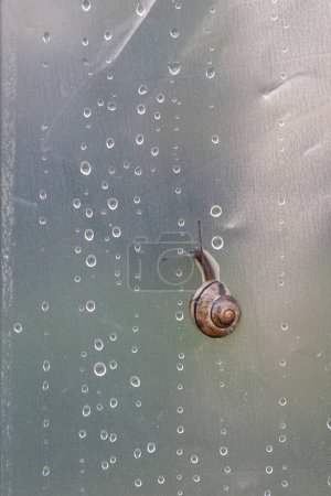 Photo for Snail on semi transparent surface with drops of water - Royalty Free Image