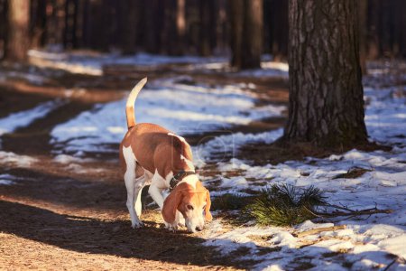 Foto de A beagle takes a trail in a winter forest. - Imagen libre de derechos
