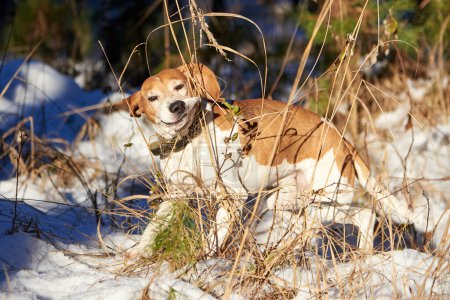 Foto de Funny beagle got tangled in dry grass in the forest in winter. - Imagen libre de derechos