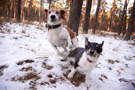 Foto de A beagle and a pooch run in a winter forest. - Imagen libre de derechos