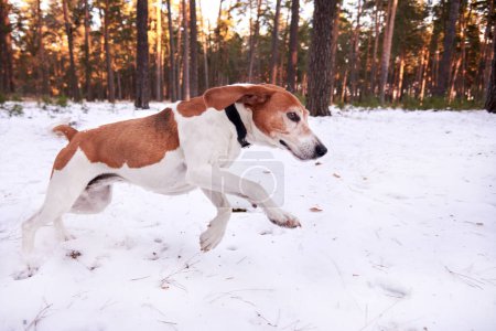 Foto de A beagle takes a trail in a winter forest. - Imagen libre de derechos