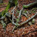 ancient tree roots with leaves and moss, naturalistic reportage