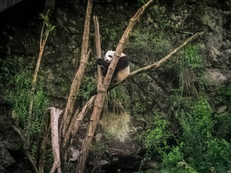 Foto de A Tibetan wild panda climbed a tree. - Imagen libre de derechos