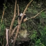 A Tibetan wild panda climbed a tree.