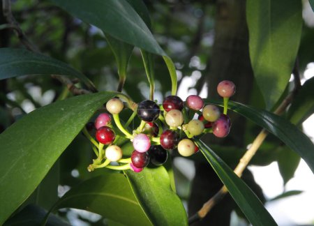 Foto de Cluster of small fruits of tropical tree Ardisia Crispa close up - Imagen libre de derechos