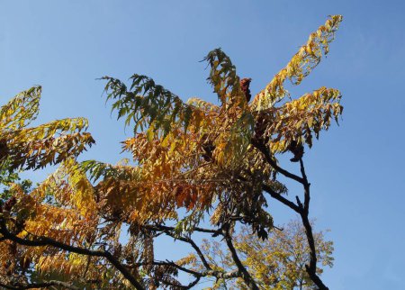 Photo for Rhus Typhinna - sumac tree with yellow,seasonal foliage - Royalty Free Image